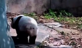 熊猫饲养员最新爆料,饲养员最新爆料揭示国宝日常