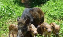 杭州野猪最新爆料,最新爆料揭示惊人真相