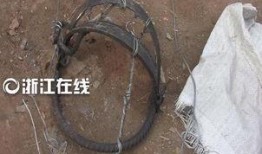 杭州野猪最新爆料,最新爆料揭示惊人真相