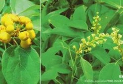 枫丹植物爆料最新消息是真的吗,最新消息真实性揭秘