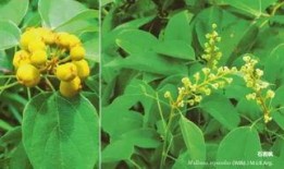 枫丹植物爆料最新消息是真的吗,最新消息真实性揭秘